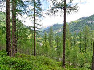 Mit der Craft des Waldes: Waldbier Jahrgang 2016 "Wacholder"