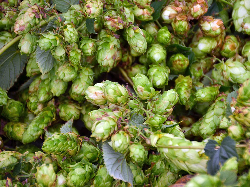 Miese Hopfenernte gleich teures Bier?